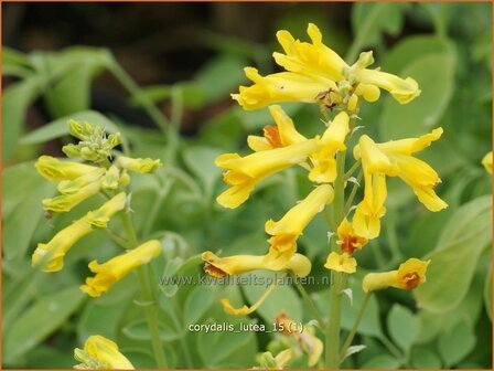 Corydalis lutea | Gele helmbloem, Helmbloem | Gelber Lerchensporn | Yellow Corydalis