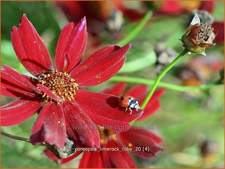 Coreopsis &#039;Limerock Ruby&#039; | Meisjesogen