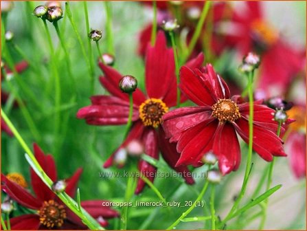 Coreopsis &#039;Limerock Ruby&#039; | Meisjesogen