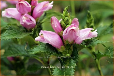 Chelone lyonii &#039;Hot Lips&#039; | Schildpadbloem, Slangenkop