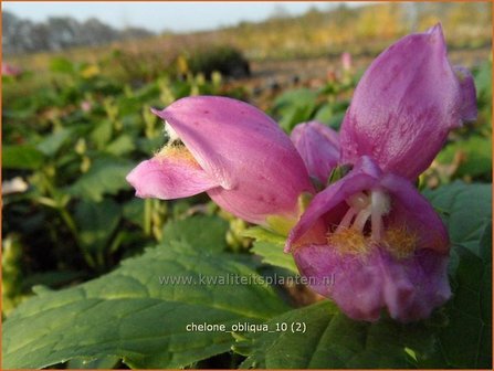 Chelone obliqua | Schildpadbloem, Slangenkop