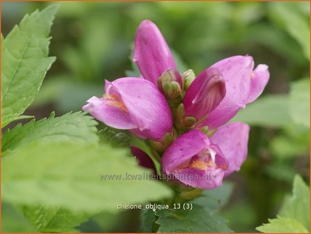 Chelone obliqua | Schildpadbloem, Slangenkop