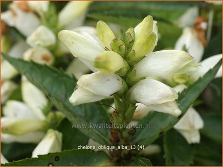 Chelone obliqua &#039;Alba&#039; | Schildpadbloem, Slangenkop