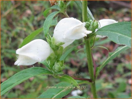 Chelone obliqua &#039;Alba&#039; | Schildpadbloem, Slangenkop