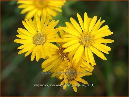 Chrysopsis speciosa &amp;#39;Golden Sunshine&amp;#39; | Goudaster | Zottiges Goldauge