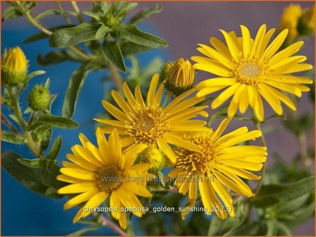 Chrysopsis speciosa &amp;#39;Golden Sunshine&amp;#39; | Goudaster | Zottiges Goldauge