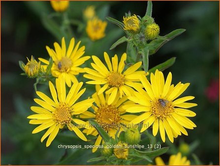 Chrysopsis speciosa &amp;#39;Golden Sunshine&amp;#39; | Goudaster | Zottiges Goldauge