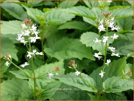 Circaea alpina | Alpenheksenkruid, Heksenkruid