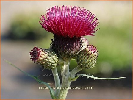 Cirsium rivulare &#039;Atropurpureum&#039; | Vederdistel