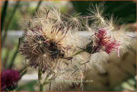 Cirsium rivulare &#039;Atropurpureum&#039; | Vederdistel