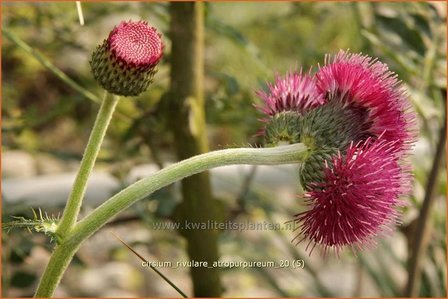 Cirsium rivulare &#039;Atropurpureum&#039; | Vederdistel