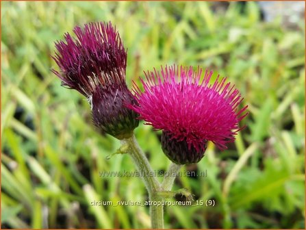 Cirsium rivulare 'Atropurpureum' | Vederdistel, Beekdistel