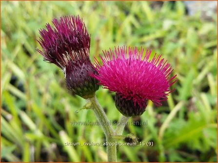 Cirsium rivulare &#039;Atropurpureum&#039; | Vederdistel, Beekdistel