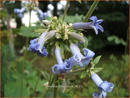 Clematis &#039;Crepuscule&#039; | Bosrank