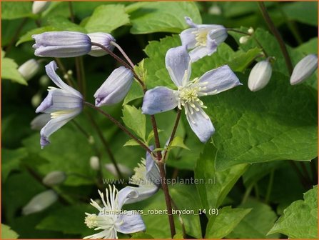 Clematis &#039;Mrs Robert Brydon&#039; | Bosrank