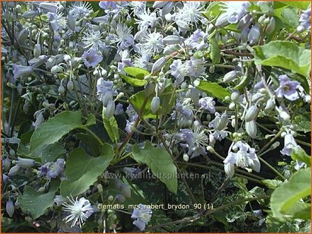 Clematis &#039;Mrs Robert Brydon&#039; | Bosrank