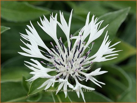 Centaurea montana &#039;Alba&#039; | Centaurie, Korenbloem