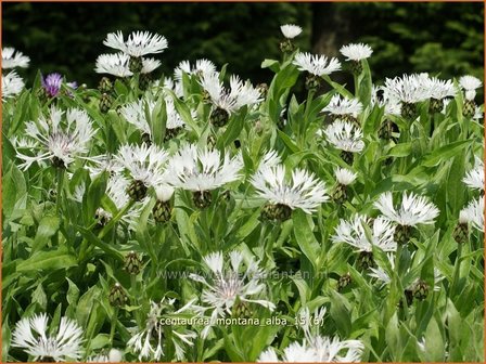 Centaurea montana &#039;Alba&#039; | Bergcentaurie, Korenbloem, Centaurie