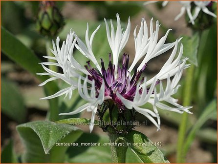 Centaurea montana &#039;Amethyst in Snow&#039; | Centaurie, Korenbloem