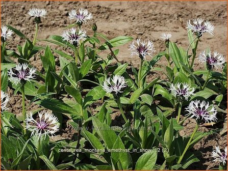 Centaurea montana &#039;Amethyst in Snow&#039; | Centaurie, Korenbloem