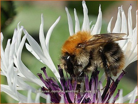 Centaurea montana &#039;Amethyst in Snow&#039; | Centaurie, Korenbloem