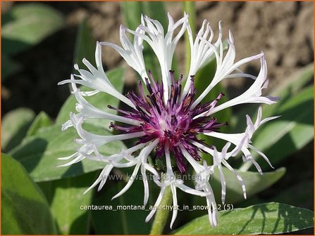 Centaurea montana &#039;Amethyst in Snow&#039; | Centaurie, Korenbloem