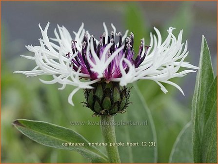 Centaurea montana &#039;Purple Heart&#039; | Centaurie, Korenbloem