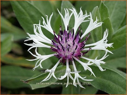 Centaurea montana &#039;Purple Heart&#039; | Centaurie, Korenbloem