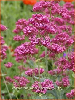 Centranthus ruber &#039;Coccineus&#039; | Spoorbloem, Rode valeriaan