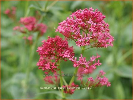 Centranthus ruber &#039;Coccineus&#039; | Spoorbloem, Rode valeriaan