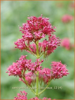 Centranthus ruber &#039;Coccineus&#039; | Spoorbloem, Rode valeriaan