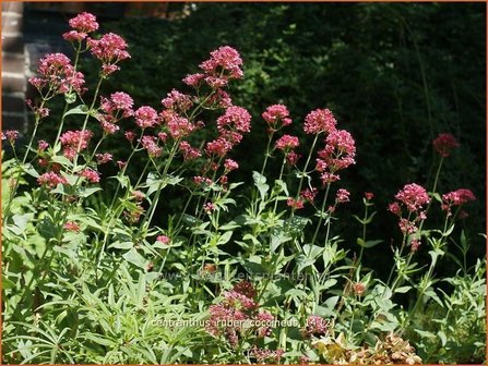 Centranthus ruber &#039;Coccineus&#039; | Spoorbloem, Rode valeriaan