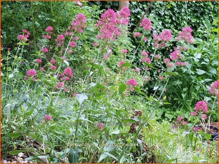 Centranthus ruber &#039;Coccineus&#039; | Spoorbloem, Rode valeriaan