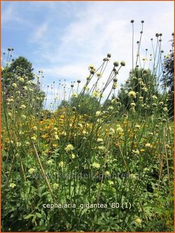 Cephalaria gigantea | Reuzenscabiosa, Schoepkruid, Plathoofd, Gele scabiosa | Gro&szlig;er Schuppenkopf | Giant Yellow Scabious