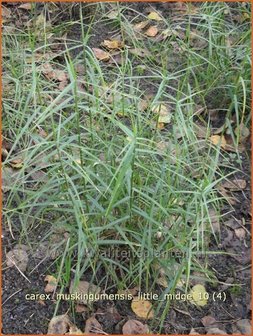 Carex muskingumensis &#039;Little Midge&#039; | Palmzegge