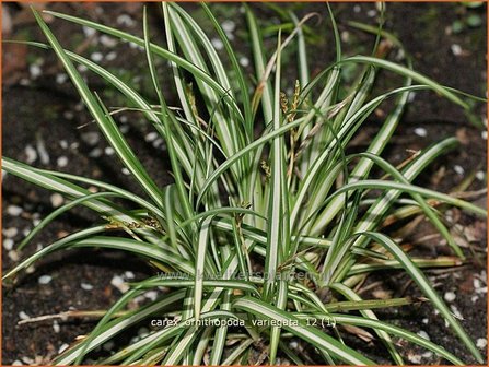 Carex ornithopoda &#039;Variegata&#039; | Zegge