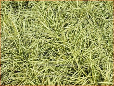 Carex oshimensis &#039;Evergold&#039; | Zegge