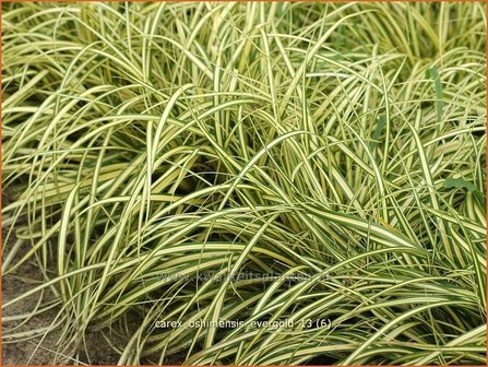 Carex oshimensis &#039;Evergold&#039; | Zegge