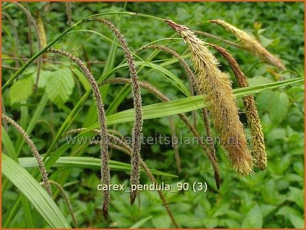 Carex pendula | Hangende zegge