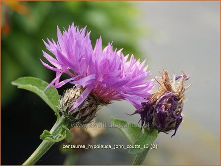 Centaurea hypoleuca &#039;John Coutts&#039; | Centaurie, Korenbloem