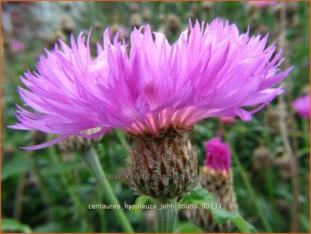 Centaurea hypoleuca &#039;John Coutts&#039; | Centaurie, Korenbloem