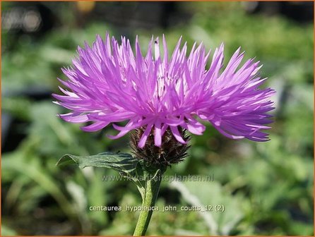 Centaurea hypoleuca &#039;John Coutts&#039; | Centaurie, Korenbloem