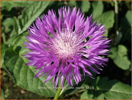 Centaurea hypoleuca &#039;John Coutts&#039; | Centaurie, Korenbloem