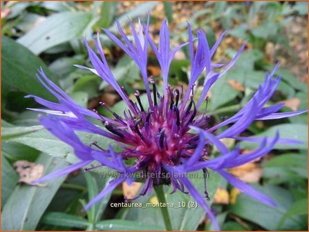 Centaurea montana | Centaurie, Korenbloem