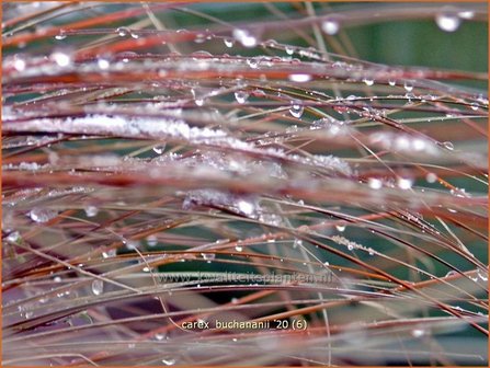 Carex buchananii | Rode zegge