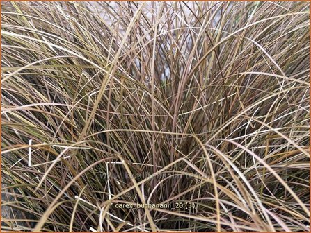 Carex buchananii | Rode zegge