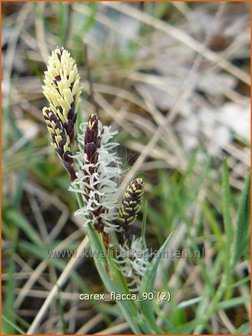 Carex flacca | Zegge