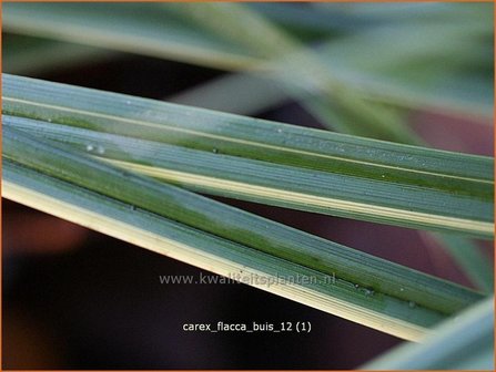 Carex flacca &#039;Buis&#039; | Zegge