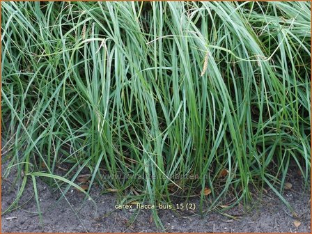 Carex flacca &#039;Buis&#039; | Zeegroene zegge, Zegge