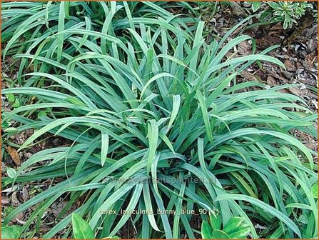 Carex laxiculmis &#039;Bunny Blue&#039; | Zegge